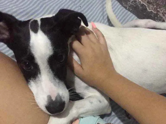 Cachorro ra a Vira-lata  idade  nome Laylla 