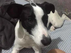 Cachorro raça Vira-lata  idade  nome Laylla 