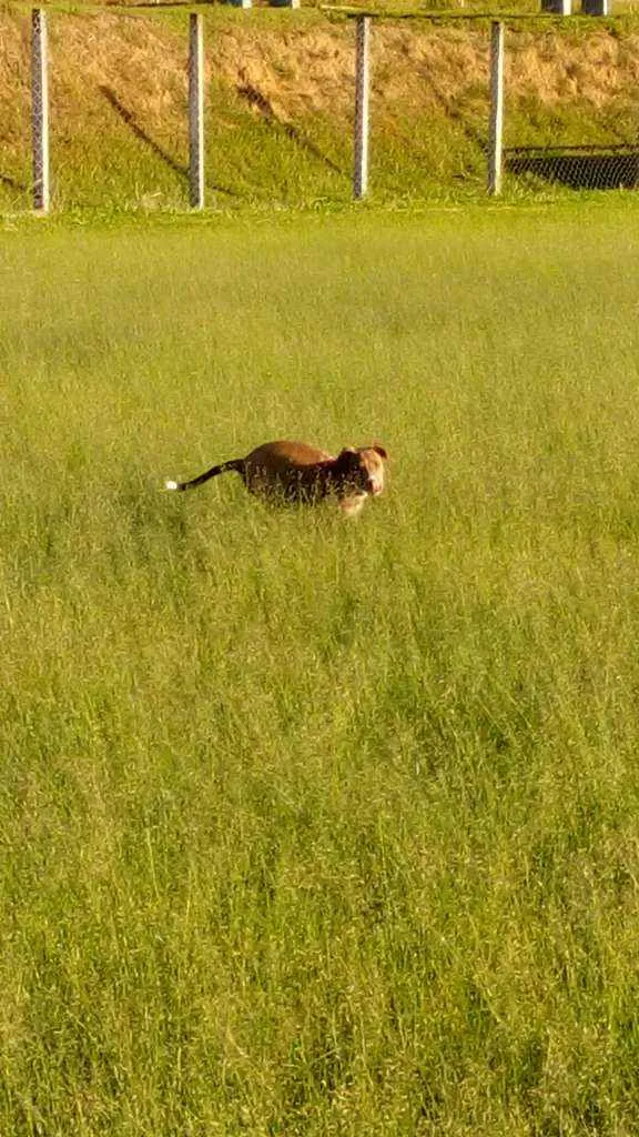 Cachorro ra a Não definida "labrador" idade 2 a 6 meses nome Zoeh 