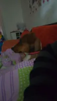 Zoeh