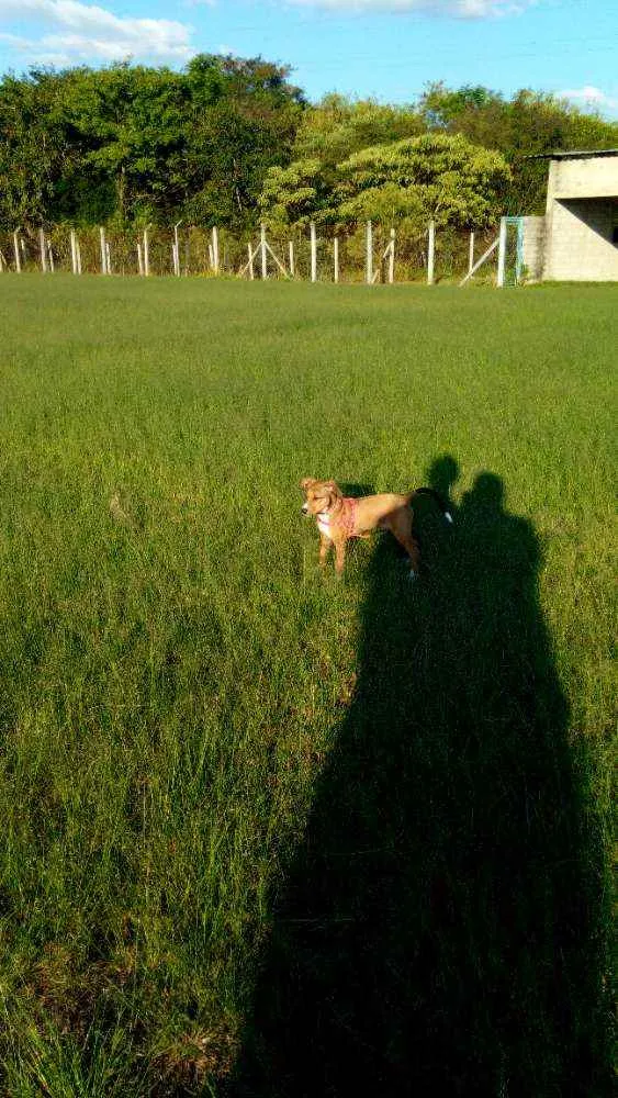 Cachorro ra a Não definida "labrador" idade 2 a 6 meses nome Zoeh 