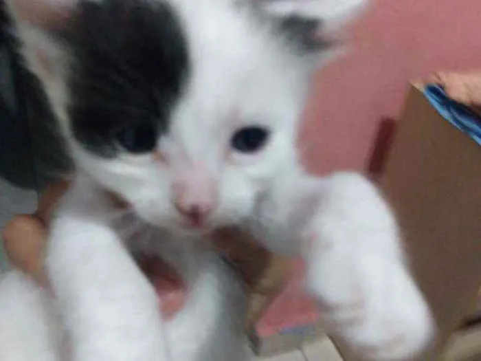 Gato ra a Misturados  idade Abaixo de 2 meses nome Não tem