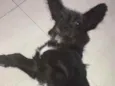 Ozzy