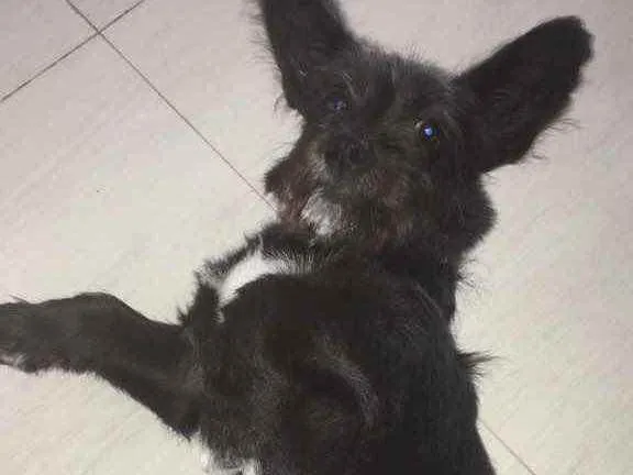 Cachorro raça Indefinida idade 2 a 6 meses nome Ozzy