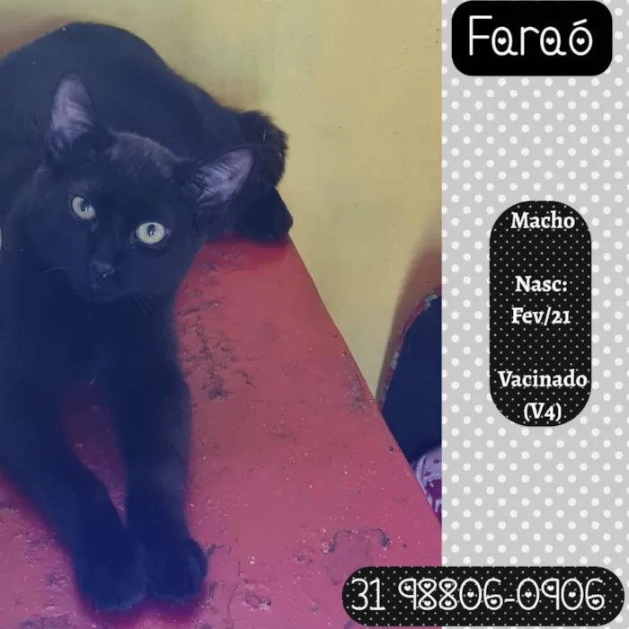Gato raça SRD idade 2 a 6 meses nome FARAÓ