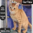 GARFIELD