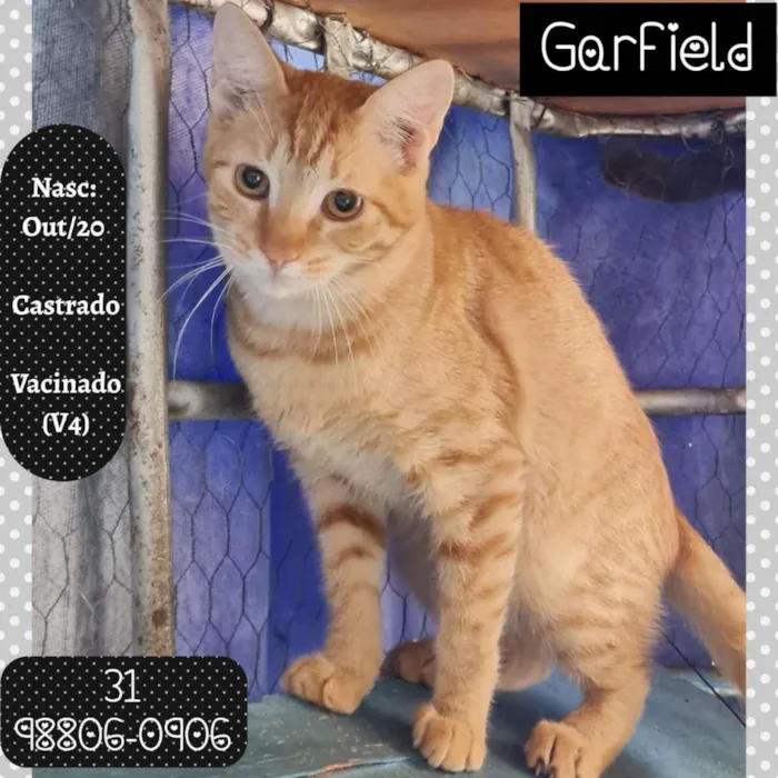 Gato raça SRD idade 7 a 11 meses nome GARFIELD