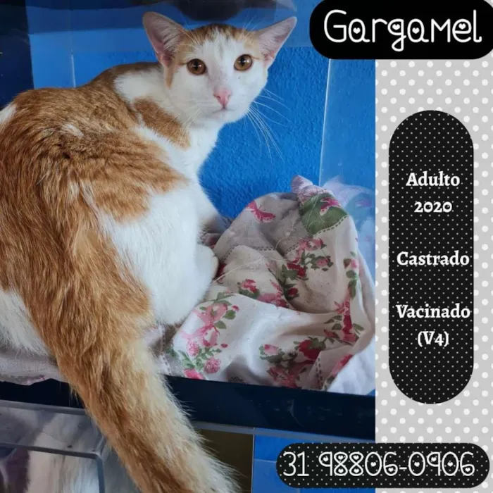 Gato ra a SRD idade 1 ano nome GARGAMEL