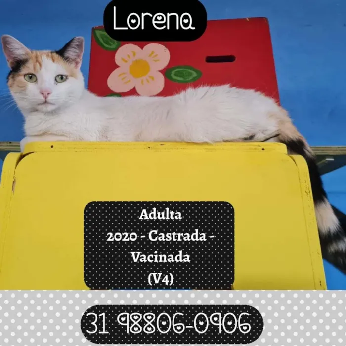 Gato raça SRD idade 1 ano nome LORENA