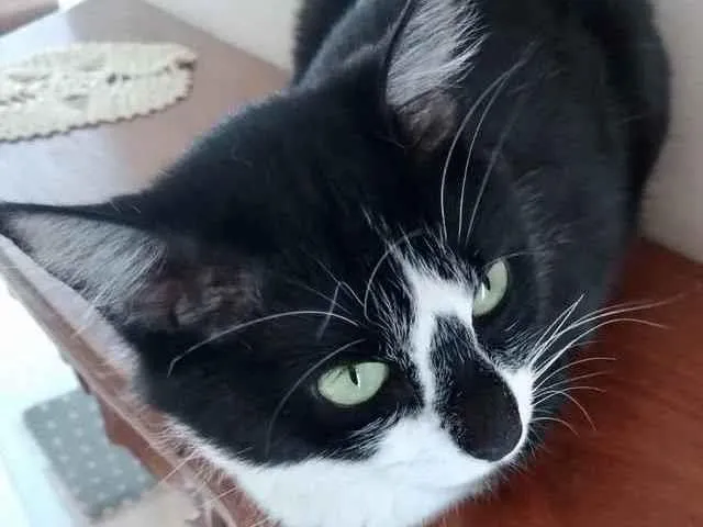 Gato raça Srd idade 1 ano nome Lua linda gatinha 