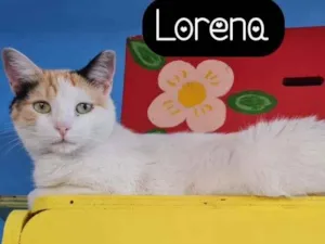 Gato raça SRD idade 1 ano nome LORENA
