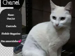 Gato raça SRD idade 7 a 11 meses nome CHANEL