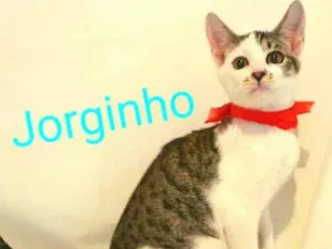 Gato raça Sem raça definida  idade 2 a 6 meses nome Jorginho (filhote)
