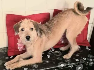 Cachorro raça Sem raça definida idade 7 a 11 meses nome Nina