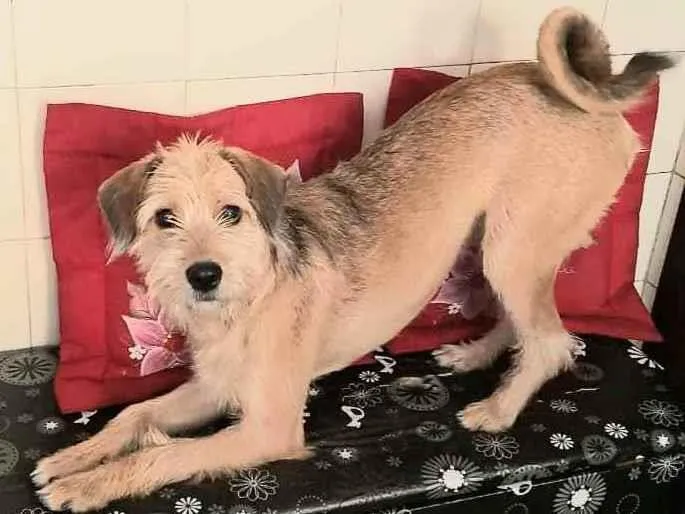 Cachorro raça Sem raça definida idade 7 a 11 meses nome Nina