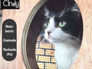 Gato raça SRD idade 2 a 6 meses nome CINDY