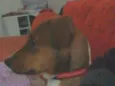 Zoeh