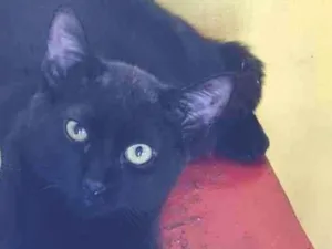Gato raça SRD idade 2 a 6 meses nome FARAÓ