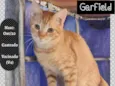 GARFIELD