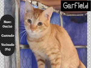 Gato raça SRD idade 7 a 11 meses nome GARFIELD