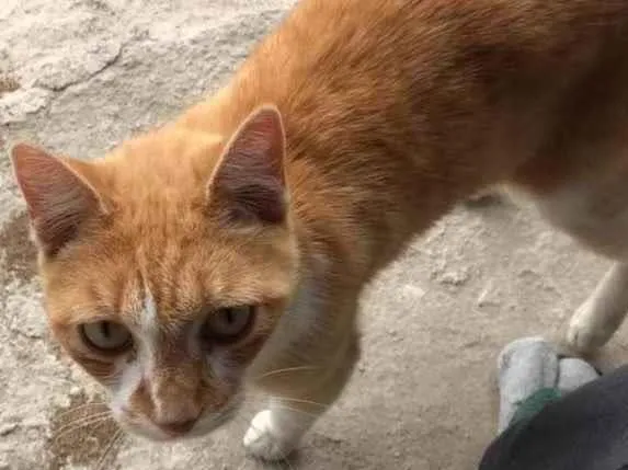 Gato ra a Indefinido  idade 3 anos nome Luy