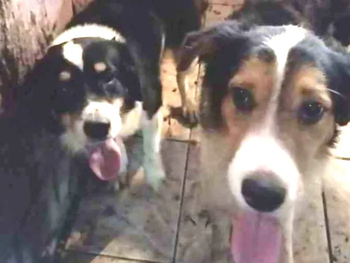 Cachorro raça Border Collie mistura idade 3 anos nome Memphis e Utah