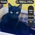 NUBIA
