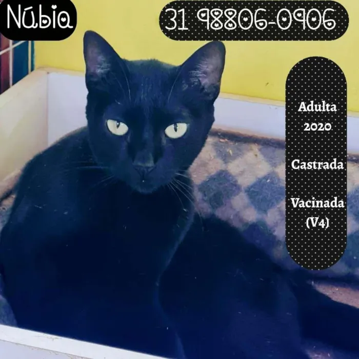 Gato raça SRD idade 1 ano nome NUBIA