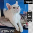 POMPOM