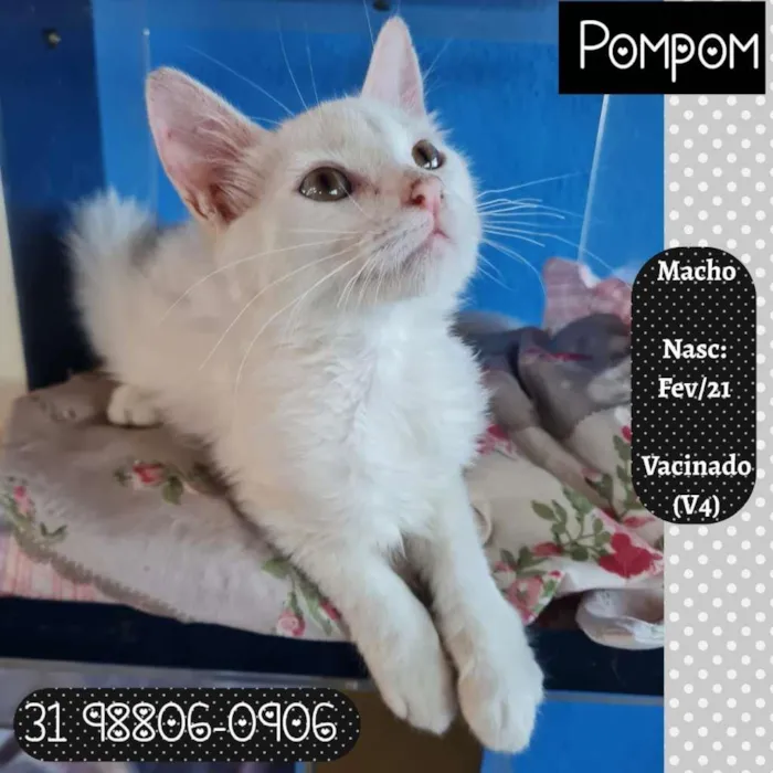 Gato raça SRD-ViraLata idade 2 a 6 meses nome POMPOM