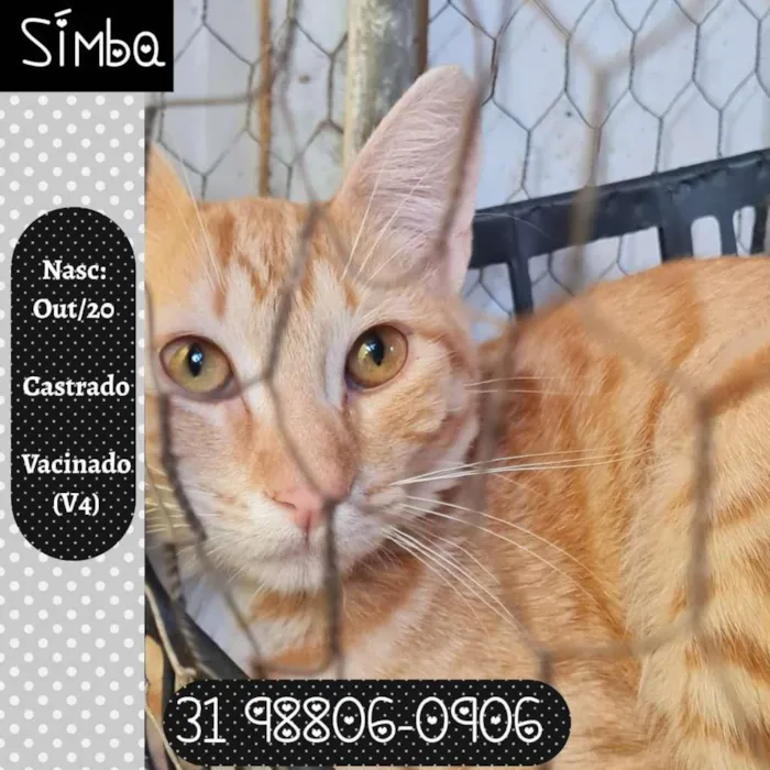 Gato raça SRD idade 7 a 11 meses nome SÍMBA