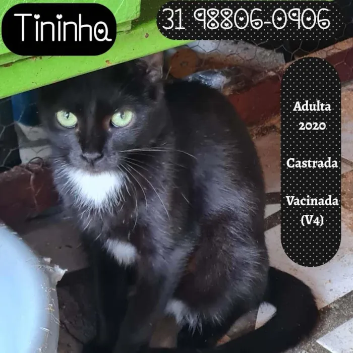 Gato raça SRD-ViraLata idade 1 ano nome TININHA