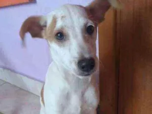 Cachorro raça SRD idade 2 a 6 meses nome Anabel