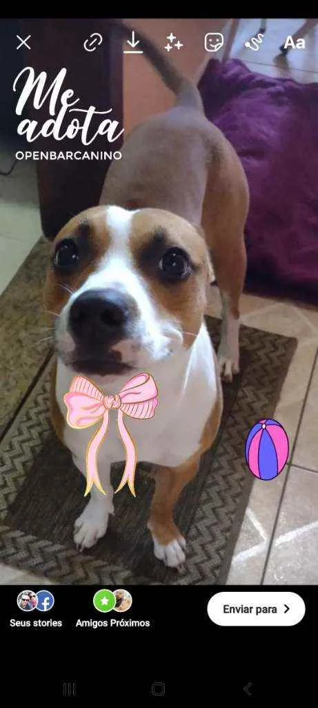 Cachorro ra a Srd idade 1 ano nome Atena