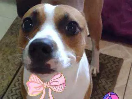 Cachorro ra a Srd idade 1 ano nome Atena
