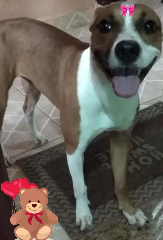 Cachorro ra a Srd idade 1 ano nome Atena