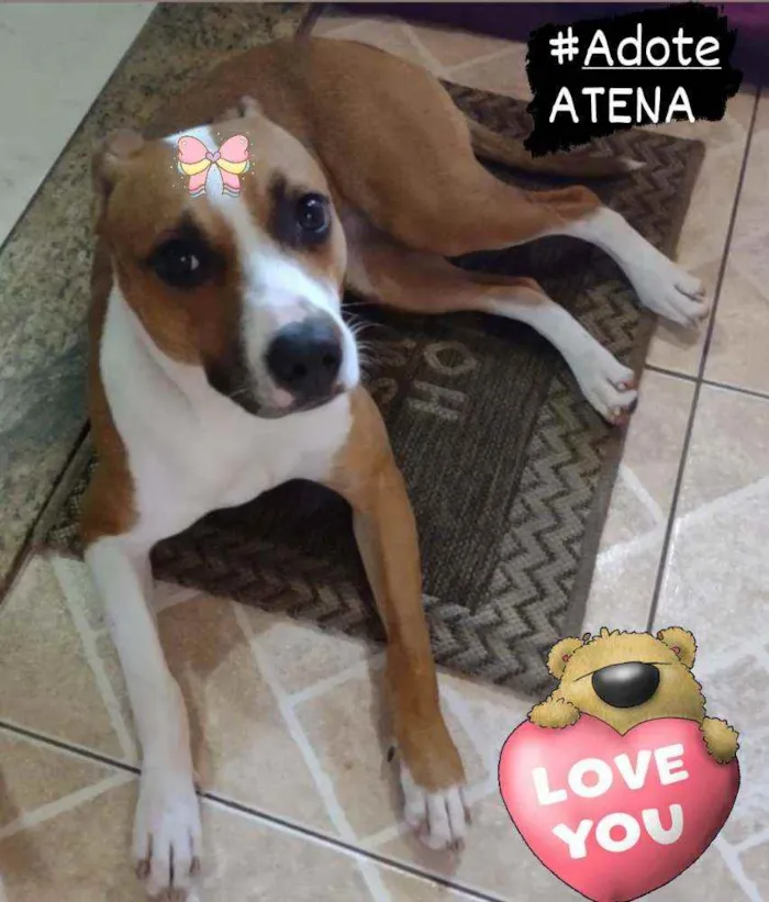 Cachorro ra a Srd idade 1 ano nome Atena