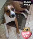 Atena