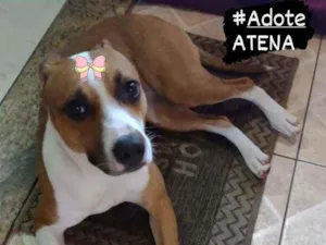 Cachorro raça Srd idade 1 ano nome Atena