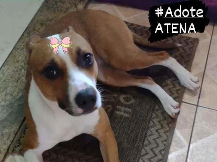 Cachorro ra a Srd idade 1 ano nome Atena