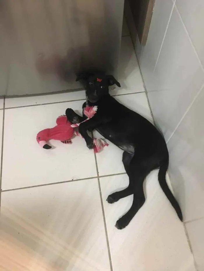 Cachorro ra a SRD idade 2 a 6 meses nome Kyara