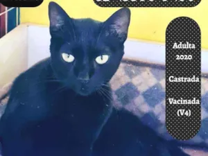 Gato raça SRD idade 1 ano nome NUBIA