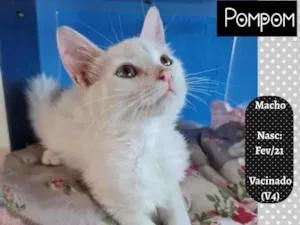 Gato raça SRD-ViraLata idade 2 a 6 meses nome POMPOM