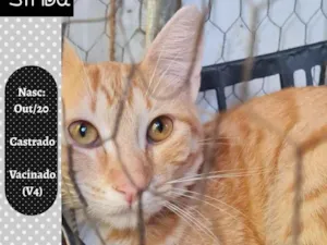 Gato raça SRD idade 7 a 11 meses nome SÍMBA