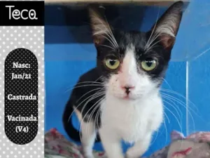 Gato raça SRD idade 2 a 6 meses nome TECA