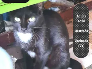 Gato raça SRD-ViraLata idade 1 ano nome TININHA