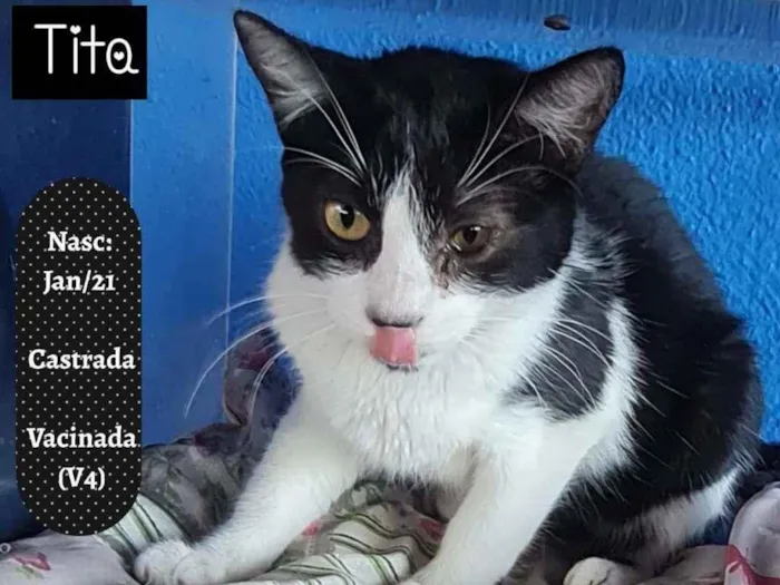 Gato raça SRD idade 1 ano nome TITA