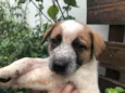 Cachorro raça SRD  idade Abaixo de 2 meses nome Sem nome