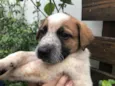 Cachorro raça SRD  idade Abaixo de 2 meses nome Sem nome