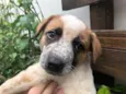 Cachorro raça SRD  idade Abaixo de 2 meses nome Sem nome